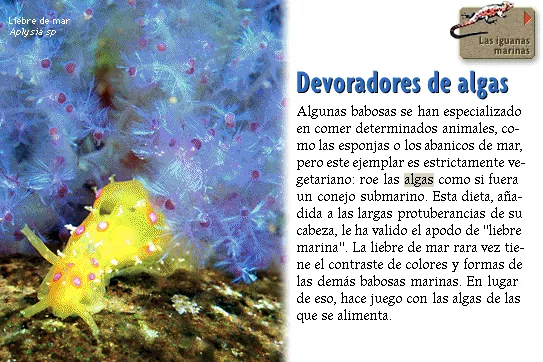 Devoradores de algas
