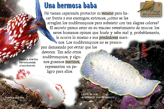 Una hermosa baba