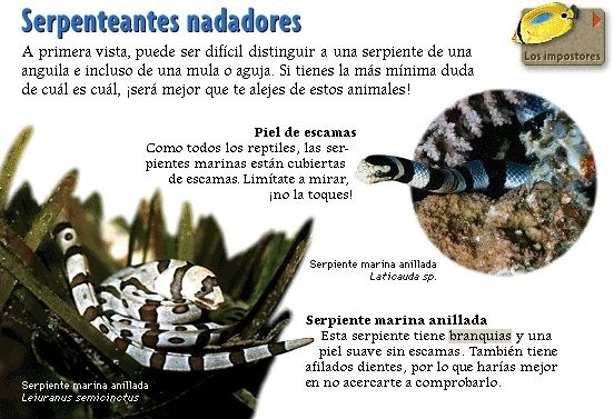 Serpenteantes nadadores
