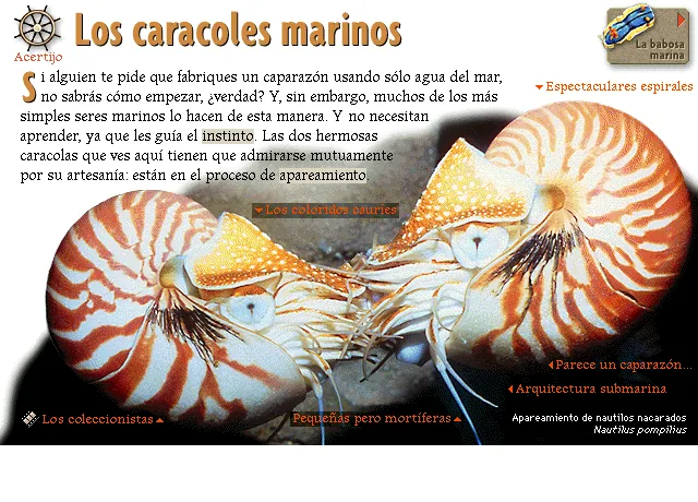 Los caracoles marinos