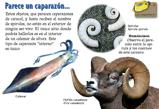 Parece un caparazón...