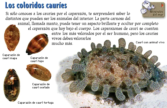 Los coloridos cauríes