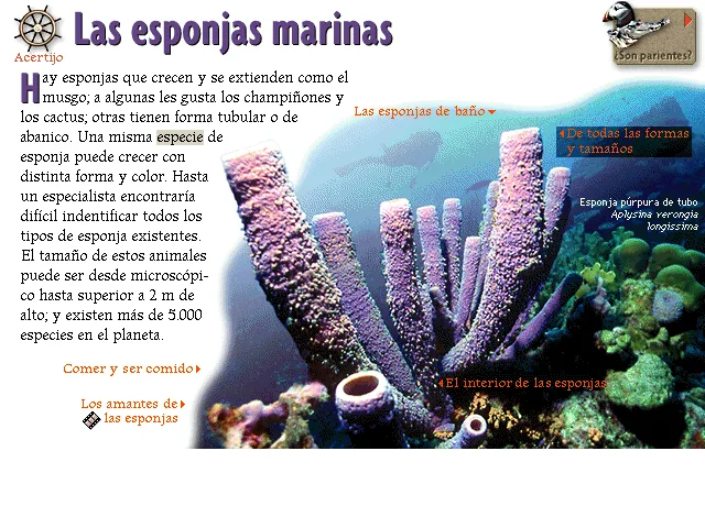 Las esponjas marinas
