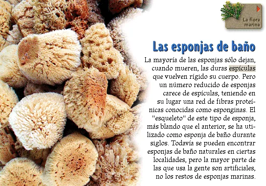 Las esponjas de baño