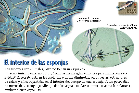 El interior de las esponjas