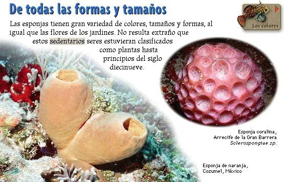 De todas las formas y tamaños