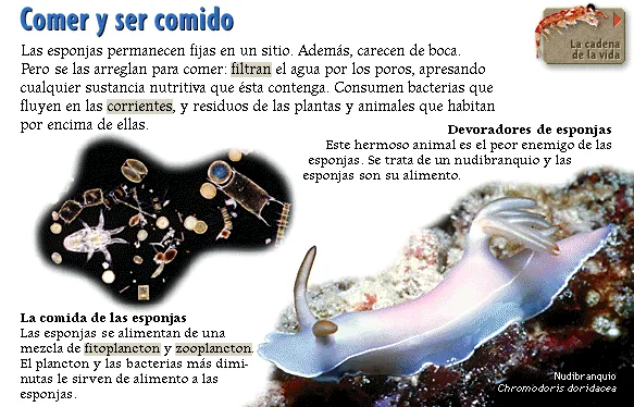Comer y ser comido