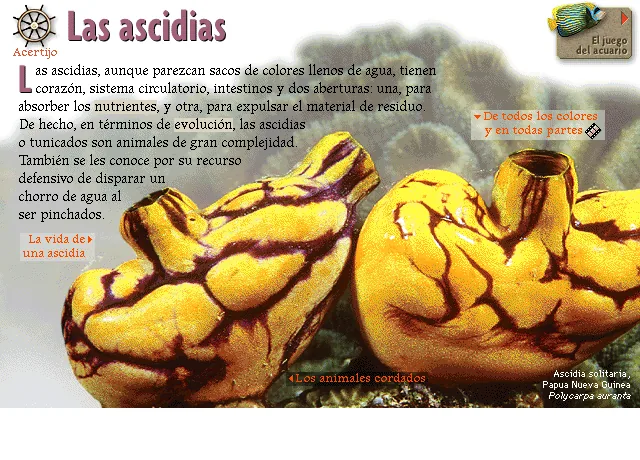 Las ascidias