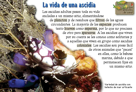 La vida de una ascidia