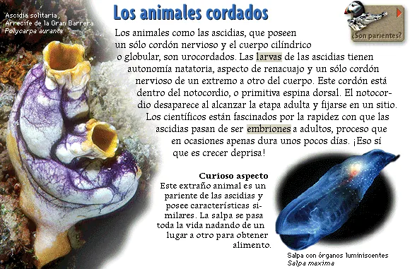 Los animales cordados
