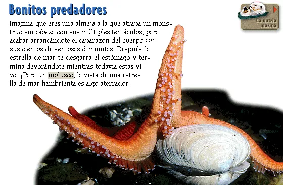 Bonitos predadores