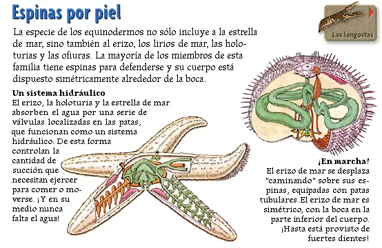 Espinas por piel