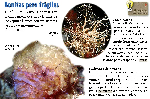 Bonitas pero frágiles