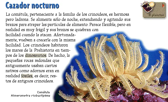 Cazador nocturno