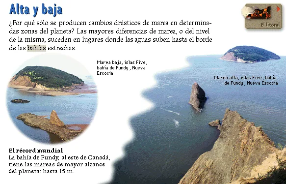 Alta y baja