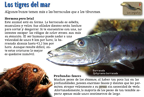 Los tigres del mar