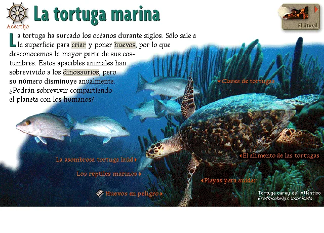 La tortuga marina