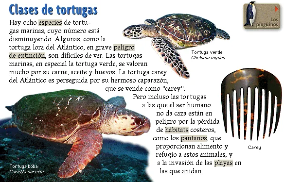 Clases de tortugas