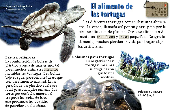 El alimento de las tortugas