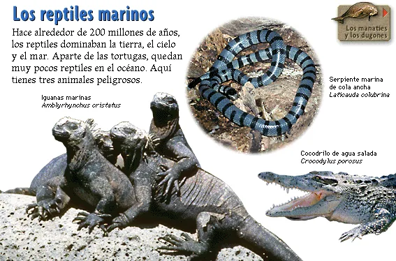 Los reptiles marinos