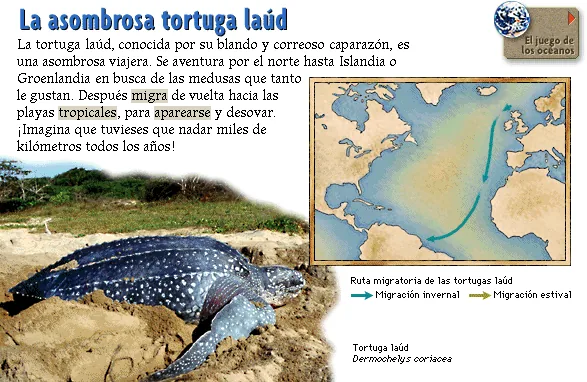 La asombrosa tortuga laúd