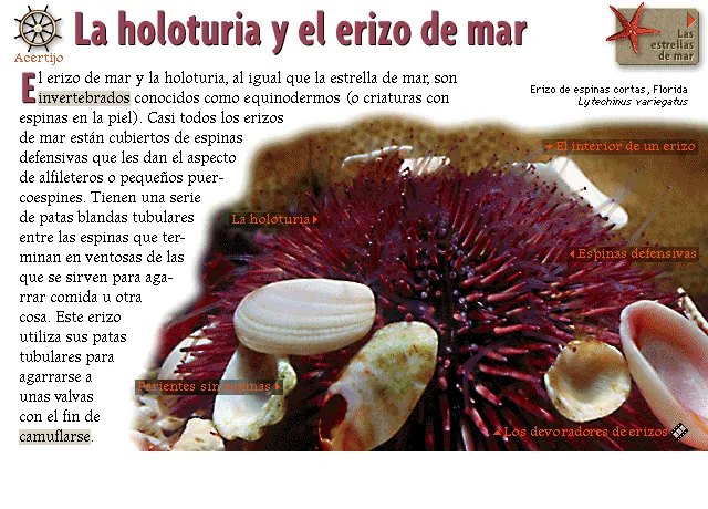 La holoturia y el erizo de mar