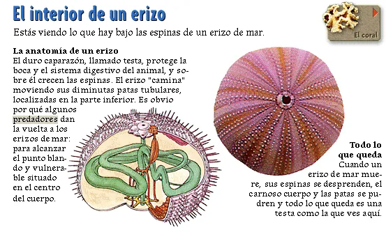 El interior de un erizo