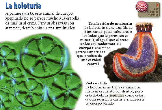 La holoturia