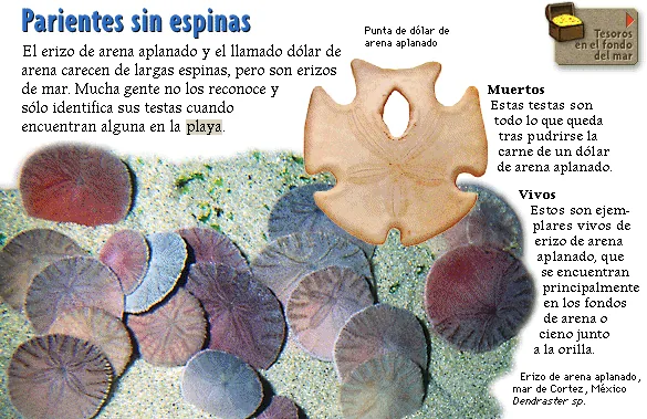 Parientes sin espinas