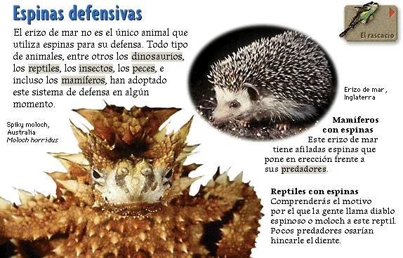 Espinas defensivas