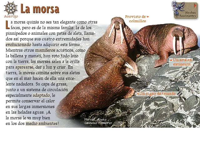 La morsa