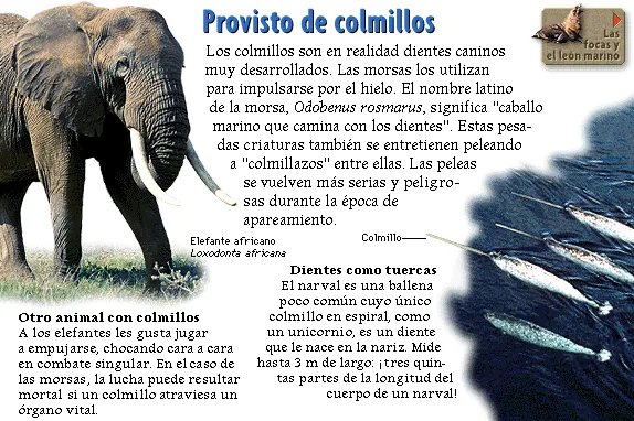 Provisto de colmillos