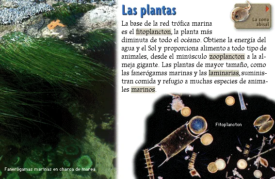 Las plantas