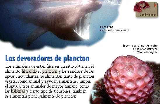 Los devoradores de plancton