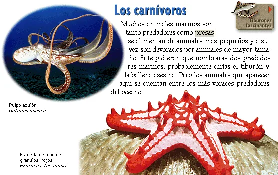 Los carnívoros