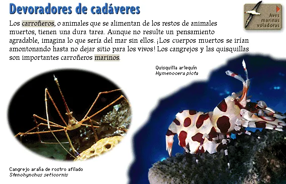 Devoradores de cadáveres