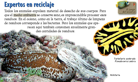 Expertos en reciclaje