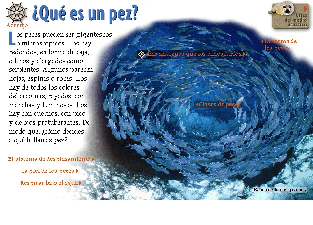 ¿Qué es un pez?