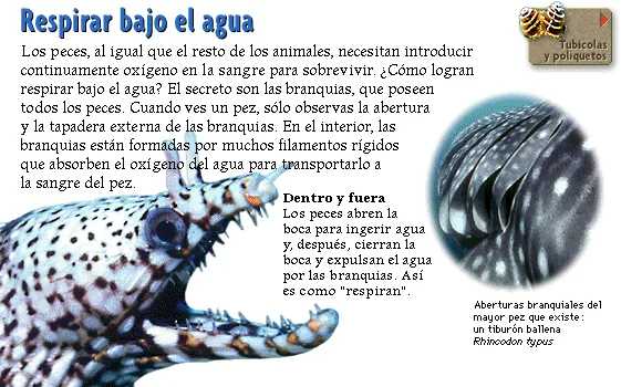 Respirar bajo el agua