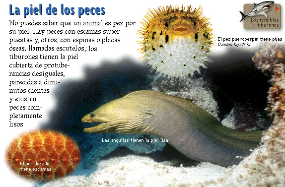 La piel de los peces