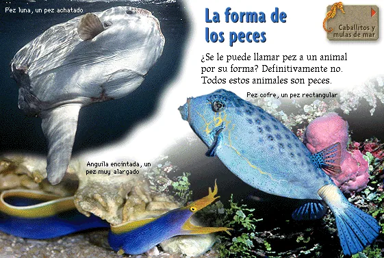La forma de los peces