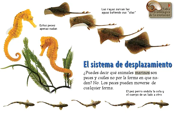 El sistema de desplazamiento