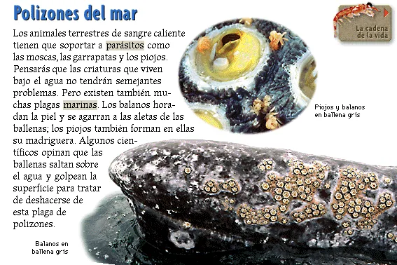 Polizones del mar