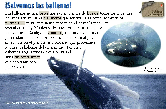 ¡Salvemos las ballenas!