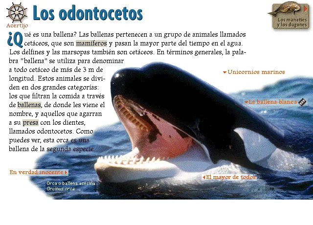 Los odontocetos