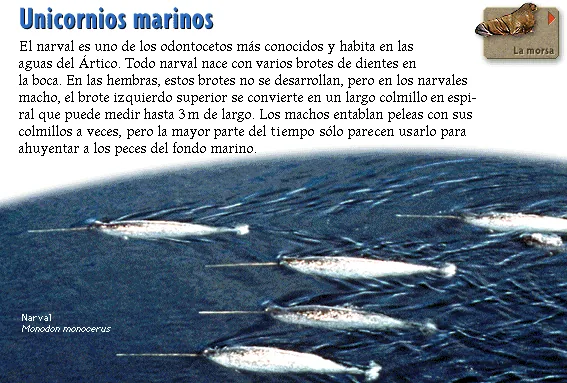 Unicornios marinos