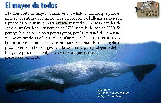 El mayor de todos