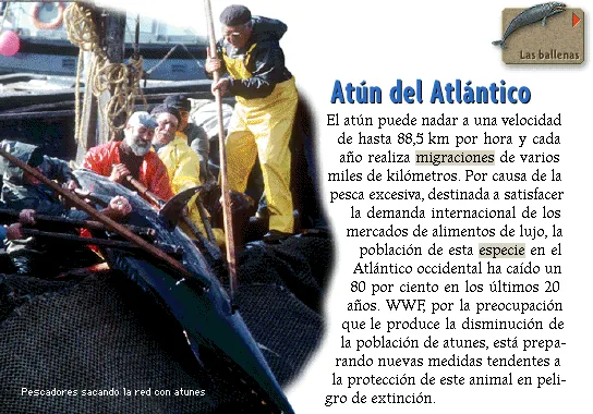 Atún del Atlántico