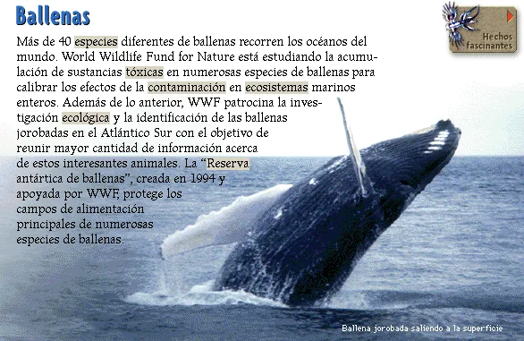 Ballenas