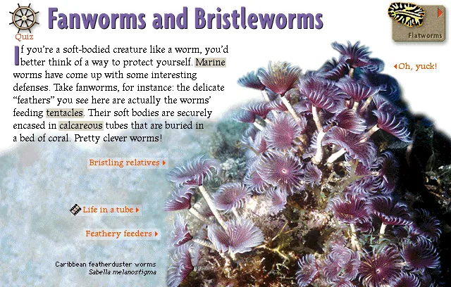 Fanworms and Bristleworms